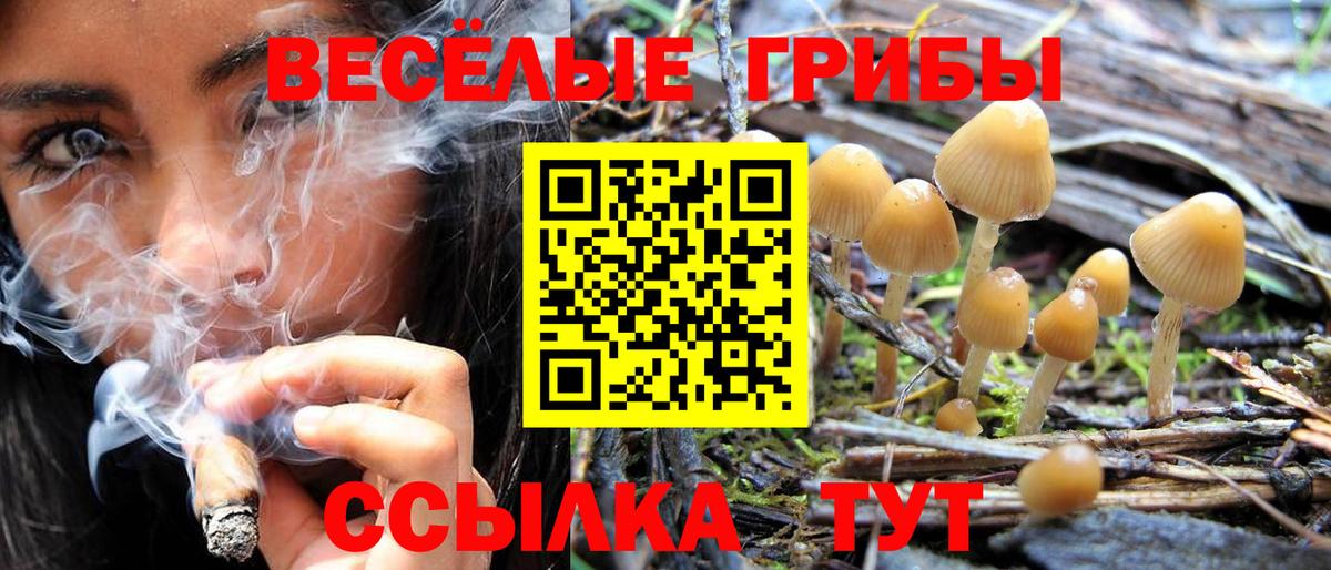 Альметьевск  Псилоцибиновые грибы Psilocybine cubensis  Вход с VPN 